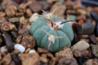 Echinocactus horizonthalonius PD 6